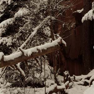 arbre neige
