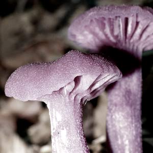 champignon violet