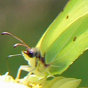 papillon citron (gonepterix rhamni)